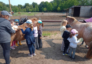 Dzieci czeszą specjalnymi szczotkami konie