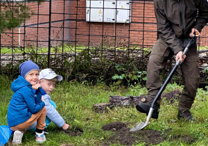 Chłopcy sadzą drzewo z p. leśnikiem na terenie przedszkola
