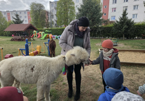 Chłopiec karmi alpakę marchewką