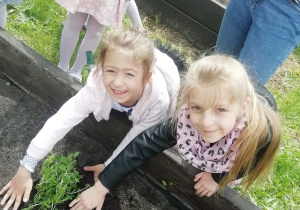 dwie dziewczynki sadzą bazylię