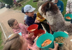 Dzieci zachęcają alpaki do jedzenia marchewki