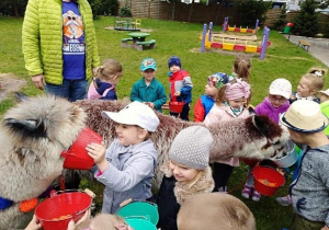 Alpaki bardzo lubią towarzystwo dzieci