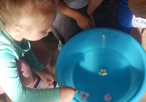 Dzieci oglądają doświadczenie rozkwitający kwiat w niebieskiej misce z wodą