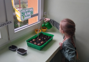 Dziewczynka podlewa zasiane rośliny