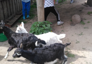 Dzieci karmią kozy w zagrodzie