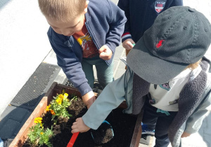 Chłopcy szykują gazony do sadzenia kwiatów
