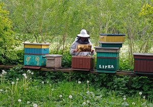 Pani pszczelarka szuka w ulu Królowej