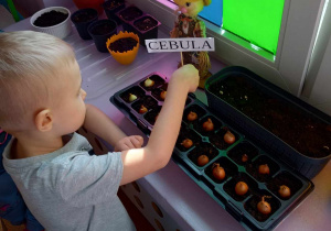 Chłopiec rozpoznaje zasadzone warzywa