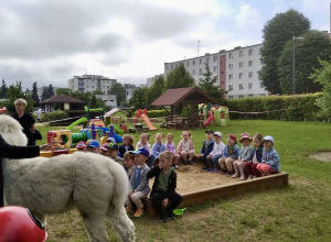 Grupa Biedronki z alpakami