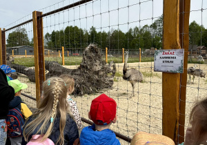 Dzieci oglądają strusie