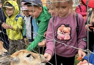 Dzieci dokarmiają zwierzęta marchewkami