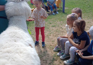 Dziewczynka karmi alpakę marchewką