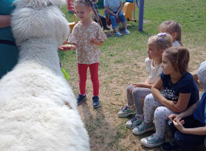 Pszczółki i wizyta alpak w ogrodzie przedszkolnym