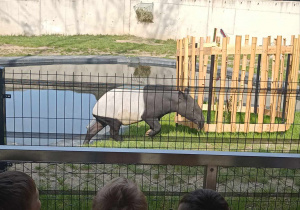 Dzieci podziwiają oposa na wybiegu